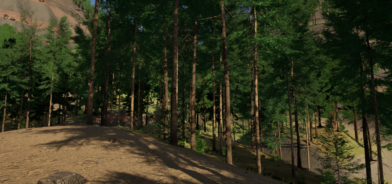 Up the valley under tall firs