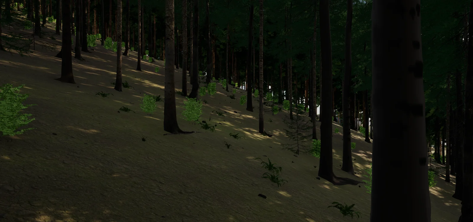 Inside the forest on a shaded slope